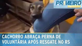 Cachorro resgatado abraça perna de voluntária de SC no Rio Grande do Sul |Primeiro Impacto(13/05/24)