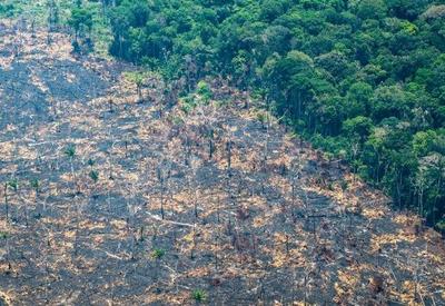 Desmatamento atual está longe das metas acordadas na COP26, diz estudo
