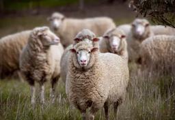 Imagem da notícia O Brasil tem cerca de 27 raças de ovinos registradas | Unsplash