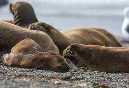 Imagem da notícia mamíferos marinhos mortos por gripe aviária