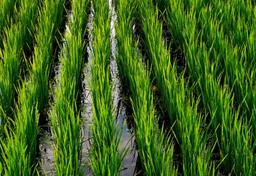 Imagem da notícia plantio de arroz irrigado
