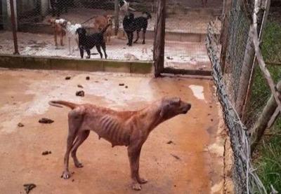 Animais são encontrados com sinais de desnutrição e ferimentos em Goiás