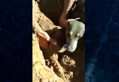 Cachorro enterrado vivo é resgatado com ajuda de cadela em SC