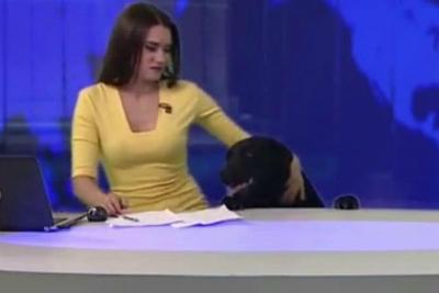 Cachorro invade estúdio de telejornal e rouba a cena na Rússia
