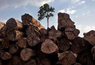 "Compromissos atuais não acompanham metas florestais", alerta ONU