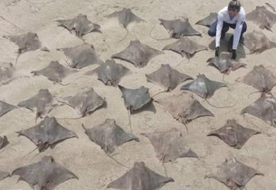 Três tubarões e 56 raias são encontrados mortos em praia de Peruíbe (SP)
