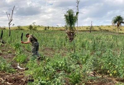 Operação entre Paraguai e Brasil destrói 260 hectares de cultivo de maconha