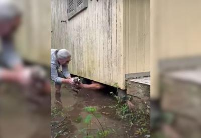 Vídeo: homem mergulha por debaixo de casa e salva 4 filhotes de cachorro em SC