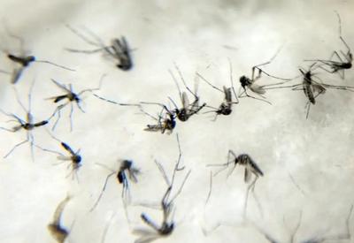 Brasil se aproxima de 5 milhões de casos suspeitos de dengue em 2024