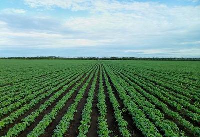 Recorde: América do Sul planta soja em 66,85 milhões de hectares