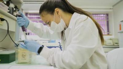 Toxina da cascavel estimula célula a combater câncer, indica estudo