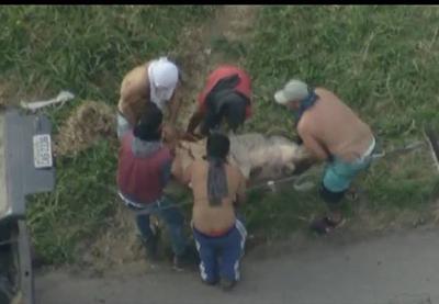 Vídeo: carne é saqueada de carreta tombada em São Paulo