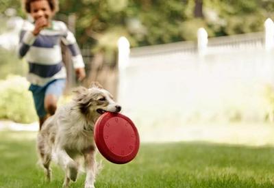 Brincar com cães ajuda a reduzir estresse e melhorar estabilidade emocional, diz estudo