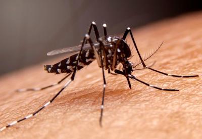 Brasil concentra 83% dos casos de dengue nas Américas, diz Opas
