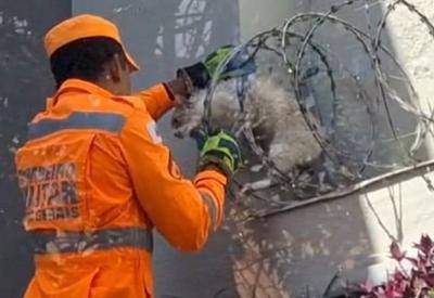 Bombeiros resgatam gato fujão em Minas Gerais