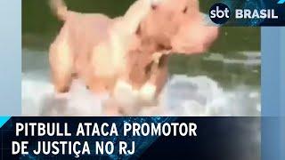 Cachorro é morto a tiros após atacar promotor de justiça | SBT Brasil (29/04/24)