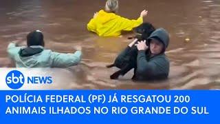Polícia Federal PF já resgatou 200 animais ilhados no Rio Grande do Sul