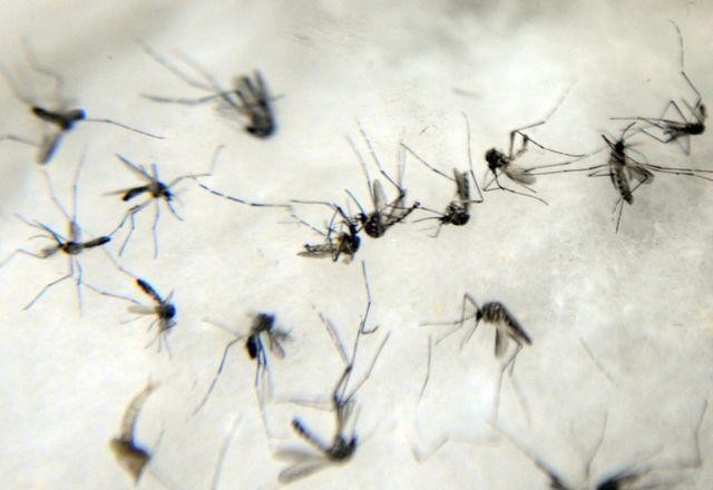Com aumento de chuvas, Butantan alerta para cuidados com dengue