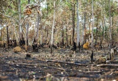 Desmatamento na Amazônia cai 21,8%, segundo sistema Prodes