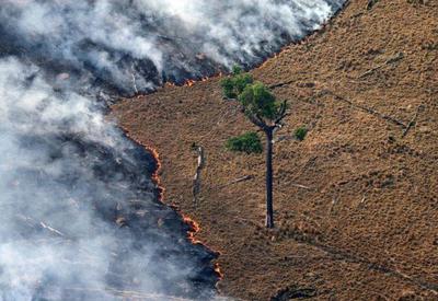 Mata Atlântica perdeu quase 49 mil hectares em 10 meses, diz ONG