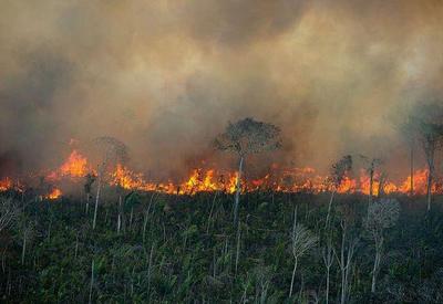 Brasil queimou área maior que o Nordeste nos últimos 38 anos