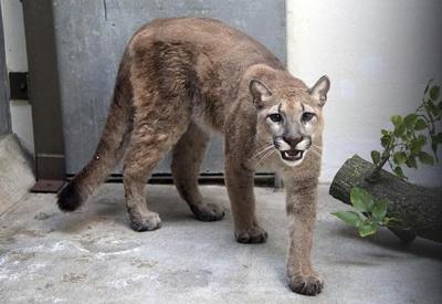 Puma é resgatada em Nova York após ser mantida como animal doméstico