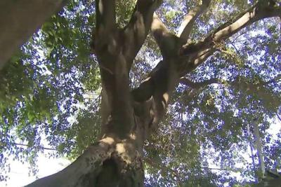 Árvore centenária de SP é alvo de depredações e descaso