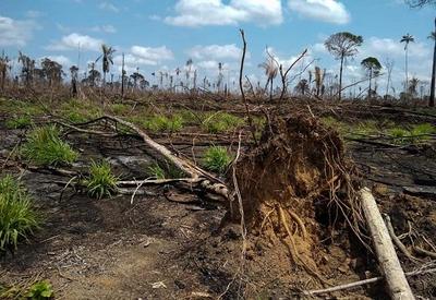 Desmatamento na Amazônia cai pelo sexto mês consecutivo