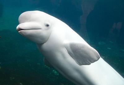 França: baleia beluga aparece no rio Sena e ambientalistas estudam resgate