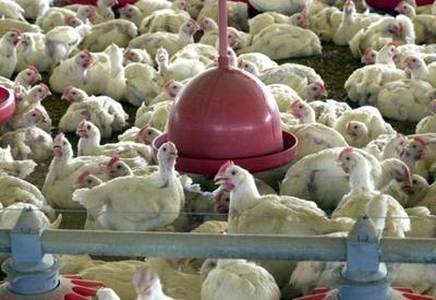 Brasil reforça vigilância à gripe aviária após surtos no Peru e Colômbia
