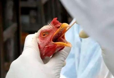 Gripe aviária coloca estados brasileiros em emergência zoossanitária