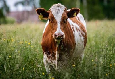 China afirma ter clonado vacas "altamente produtivas"
