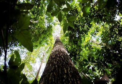 Bioeconomia Amazônica é tema de estudo sobre produtos da floresta