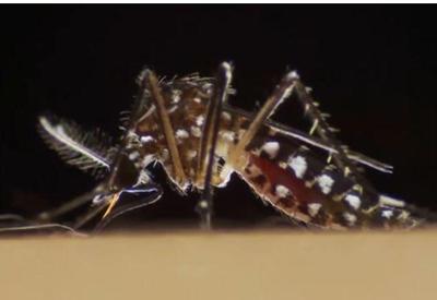 Brasil volta a registrar dengue tipo 3, sem circulação há 15 anos