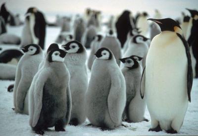 Perda de gelo marinho pode ter causado morte de 100% dos bebês pinguins na Antártica