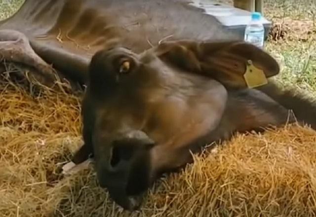 Maus-tratos: centenas de búfalos são resgatados em situação de abandono