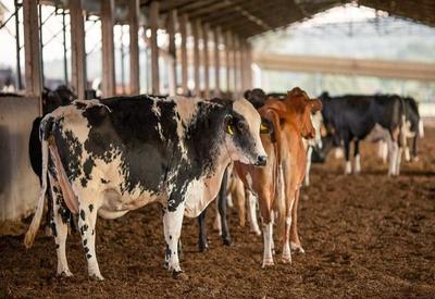 Exportações de carne caem 25% em abril após caso de mal da vaca louca