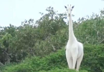 Caçadores matam duas das últimas girafas brancas do mundo