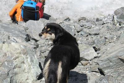 Cachorra torna-se a primeira a alcançar topo de montanha no Himalaia