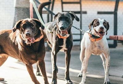 Doença respiratória misteriosa atinge cães nos EUA e acende alerta