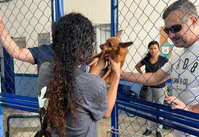 Cachorros são resgatados durante temporal em São Sebastião (SP)