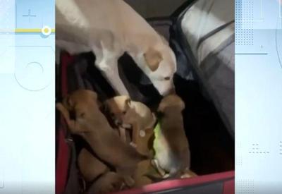 RS: Cadela e seis filhotes são abandonados dentro de mala em rodovia