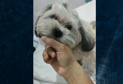 Família pede justiça após cachorra morrer em clínica veterinária de Osasco (SP)