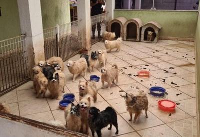 Cachorros da raça Lulu da Pomerânia são resgatados por maus-tratos