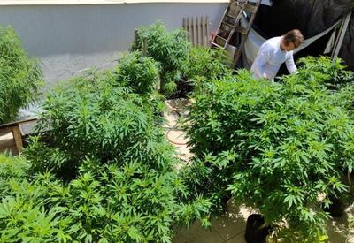Aumento nas vendas: produtos à base de cannabis crescem 342,3%