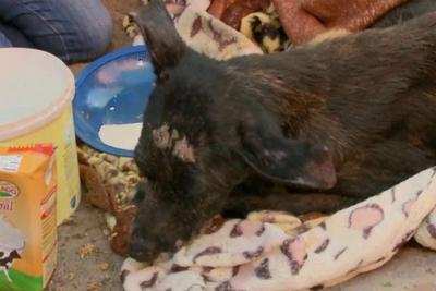 Cão é resgatado após ser enterrado vivo em terreno baldio