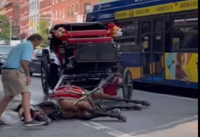 Maus-tratos: cavalo que carrega turistas em NY desmaia com calor