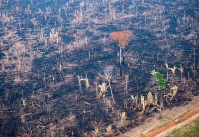 Degradação provocada por humanos afetou 38% da Amazônia, aponta estudo