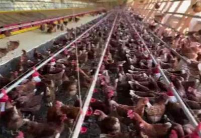Governo de SP declara emergência zoosanitária após casos de gripe aviária