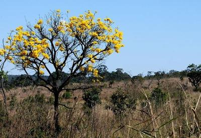 ONU incentivará 30 projetos de sociobiodiversidade do Brasil